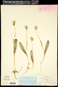 Platanthera clavellata image