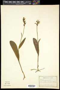 Platanthera clavellata image