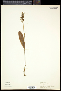 Platanthera clavellata image