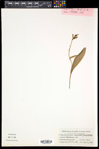 Platanthera clavellata image