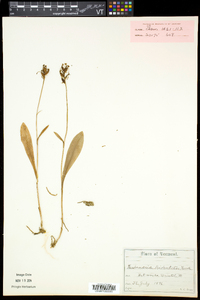 Platanthera clavellata image