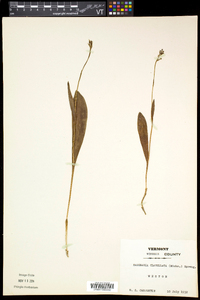 Platanthera clavellata image