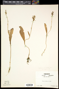 Platanthera clavellata image