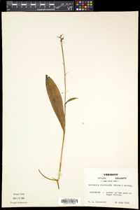 Platanthera clavellata image