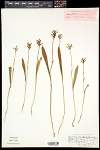 Platanthera clavellata image