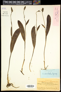 Platanthera clavellata image