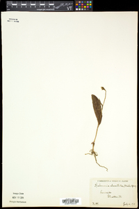 Platanthera clavellata image
