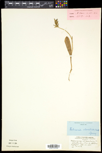 Platanthera clavellata image