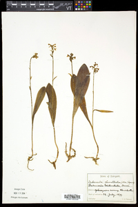 Platanthera clavellata image