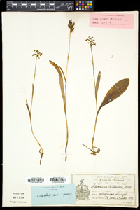 Platanthera clavellata image