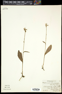 Platanthera clavellata image