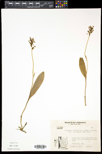 Platanthera clavellata image