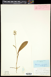 Platanthera clavellata image