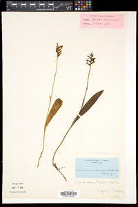 Platanthera clavellata image