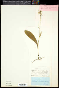 Platanthera clavellata image