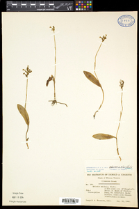 Platanthera clavellata image