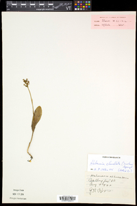 Platanthera clavellata image