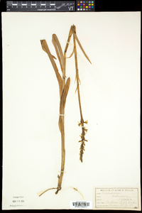 Platanthera dilatata var. dilatata image