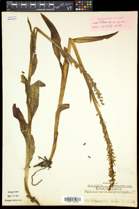 Platanthera dilatata image