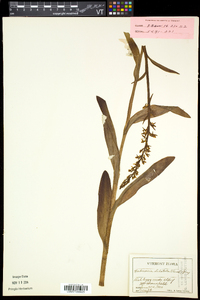 Platanthera dilatata image