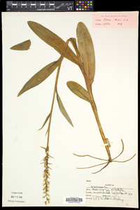 Platanthera dilatata image