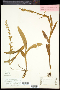 Platanthera dilatata var. dilatata image