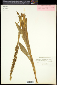 Platanthera dilatata image