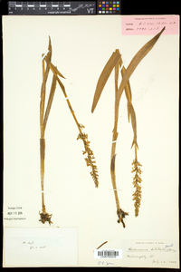 Platanthera dilatata var. dilatata image