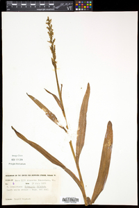 Platanthera dilatata image