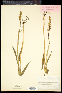 Platanthera dilatata image