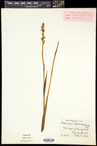 Platanthera dilatata image