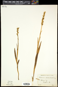 Platanthera dilatata image