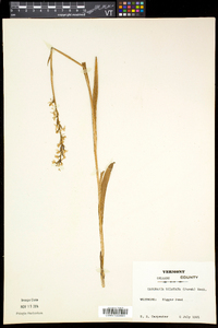 Platanthera dilatata image