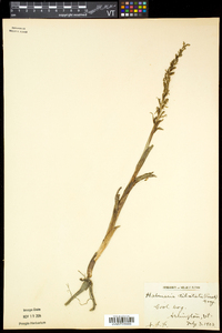 Platanthera dilatata image