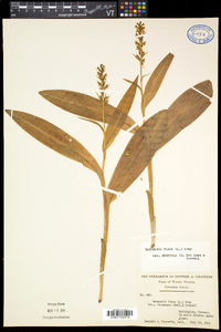 Platanthera flava var. herbiola image