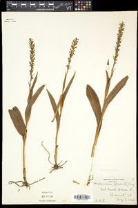 Platanthera flava image