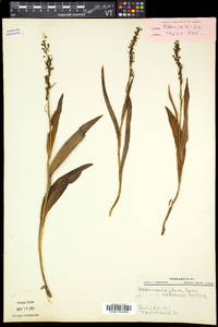 Platanthera flava var. herbiola image