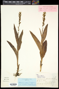 Platanthera flava image