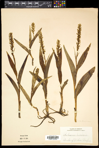 Platanthera flava image