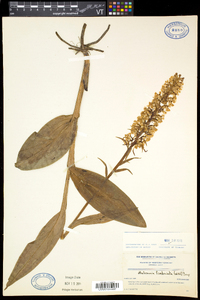 Platanthera grandiflora image