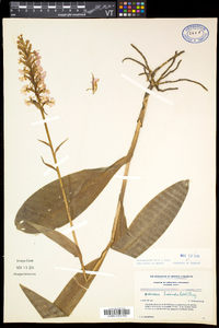 Platanthera grandiflora image