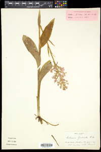 Platanthera grandiflora image