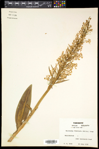 Platanthera grandiflora image