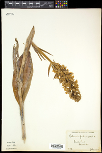 Platanthera grandiflora image