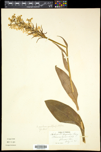 Platanthera grandiflora image