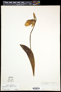 Cypripedium reginae image