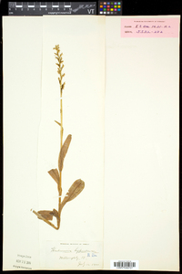 Platanthera huronensis image