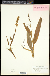 Platanthera huronensis image