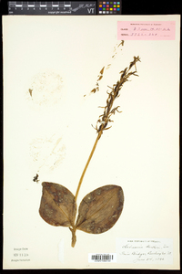 Platanthera hookeri image