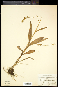 Platanthera huronensis image